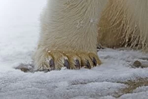 Images Dated 22nd September 2013: Polar Bear close-up of feet Autumn