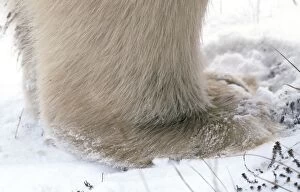 Polar Bear - Close-up of back foot, in snow