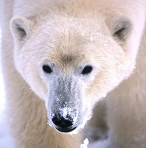 Images Dated 18th September 2006: Polar Bear - Close-up of head