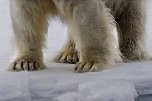 Polar Bear - close-up of legs and feet