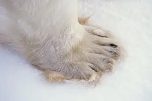 Foot Prints: Polar bear - close-up of paw MA1694