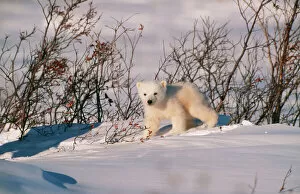 Polar BEAR - Cub