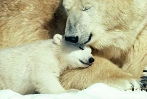 Fluffy Collection: Polar Bear With cub