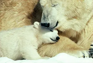 Mothers Collection: Polar Bear With cub