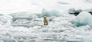 Polar Bear cub on ice