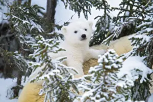 Polar Bear - cub looking through trees from adult's back