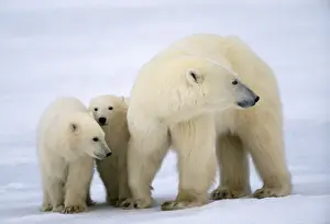 Polar Bear Prints: Polar Bear - with cubs