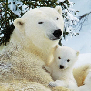 Images Dated 16th January 2009: Polar Bear - with cubs Canada