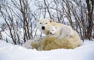 Polar Bear Prints: Polar Bear - with cubs Canada