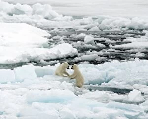 Polar Bear cubs playing on ice