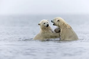Polar Bear cubs playing in the sea Autumn
