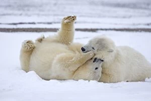 Polar Bear cubs playing and wrestling in the snow