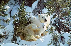 Protection Prints: Polar Bear - with two cubs, in snow. Canada