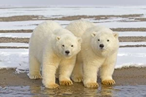 Two Polar Bear cubs stand together in the snow