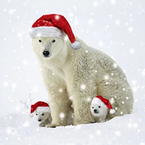 Polar bear and her cubs wearing red Christmas Santa hats in the snow Date: 11-03-2018
