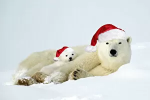 Images Dated 5th July 2021: Polar bear and her cubs wearing red Christmas Santa hats in the snow Date: 11-03-2018