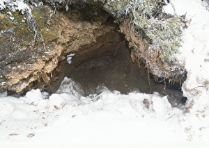 Images Dated 18th September 2006: Polar Bear - den Canada
