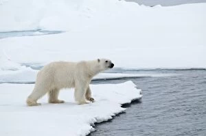 Polar Bear - at the edge of the sea ice