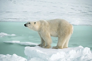 POLAR BEAR - at the edge of sea ice POLAR BEAR - at the edge of sea ice