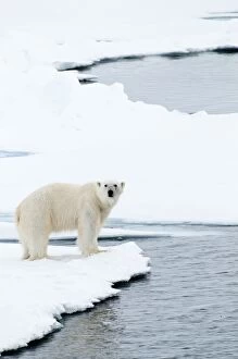 Polar Bear - on edge of sea ice - looking towards camera