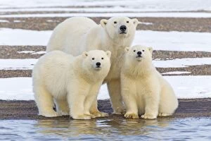 Polar Bear family of mother and cubs amke eye contact with the camera