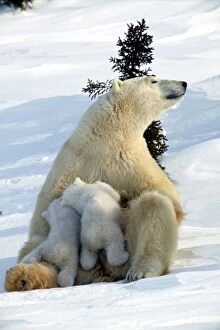 Images Dated 6th March 2003: Polar Bear - female and babies. Churchill. Manitoba. Canada