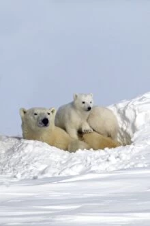 Polar Bear - female and baby