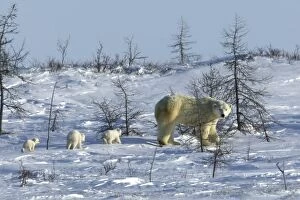 Images Dated 11th March 2003: Polar Bear female and baby - Churchill. Manitoba. Canada