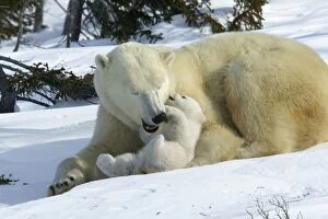 Images Dated 6th March 2003: Polar Bear - female and cub, biting / play fighting. Churchill. Manitoba. Canada