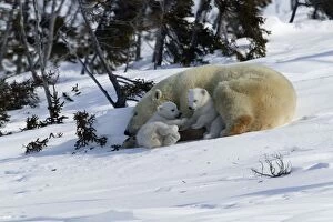Polar Bear - female and cubs. Babies play fight beside sleeping mother