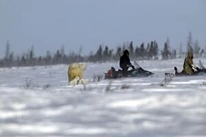 Images Dated 11th March 2003: Polar Bear - female protects her young, guarding