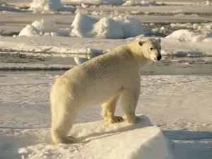 Polar Bear Prints: Polar bear - female standing on pack ice - Svalbard - Norway