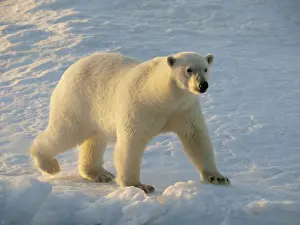 Polar Bear Prints: Polar bear - female walking on pack ice - Svalbard - Norway