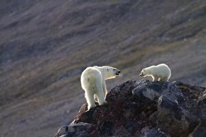 Polar Bear - female and young