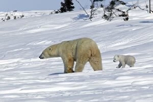 Polar Bear - female with young. Cub following mother through snow landscape