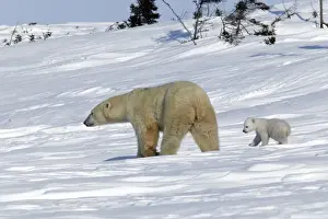 Following Prints: Polar Bear - female with young