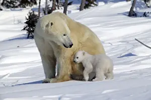 Polar Bear - female with young, cub snuggles into her side. Churchill, Manitoba. Canada