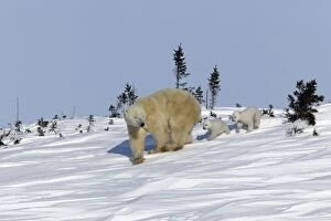 Polar Bear - female with young, cubs follow mother through snow