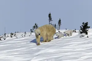 Following Prints: Polar Bear - female with young