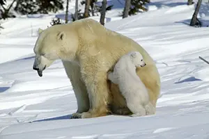 Polar Bear Prints: Polar Bear - female with young, mother sticks out tongue. Churchill, Manitoba. Canada