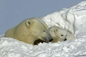 Polar Bear - female with young, resting in hollow in snow bank