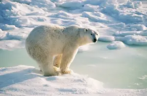 Melting Prints: Polar Bear FG 6310 Ursus maritimus © Francois Gohier / ARDEA LONDON