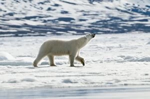 Polar Bear - Head and paw raised - on sea ice