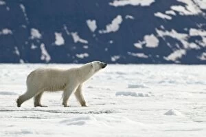 Polar Bear - Head raised - walking across sea ice
