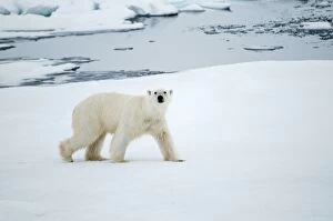 Polar Bear - head up walking across sea ice - sea