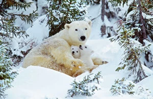 POLAR BEAR - huddled in snow, with two cubs