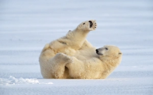 <b class=qtipBold><figcaption>Polar Bear - on ice</figcaption></b><br>WAT-4618 Polar Bear - on ice Ursus maritimus M. Watson Please note that prints are for personal display purposes only and may not be reproduced in any way.<br><em>© M.Watson/ardea.com</em> Polar Bear - on ice