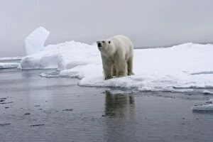 Images Dated 26th August 2003: Polar Bear - on ice floe. Spitzbergen. Svalbard