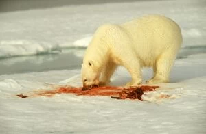 Polar BEAR - on ice, with kill
