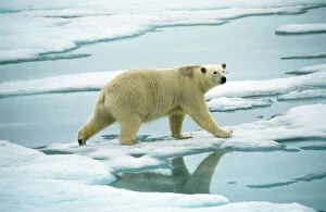 Images Dated 14th May 2008: Polar Bear - on ice Svalbard Spitzbergen